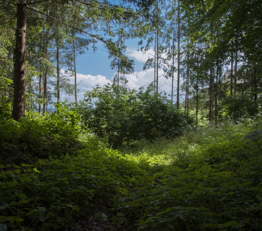 Wald und Wiesen in der Umgebung